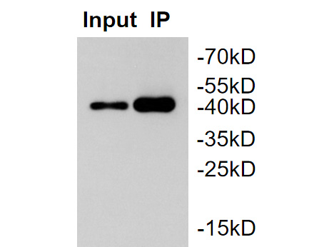 MBP tag was immunoprecipitated in 2µg MBP Tag fusion protein lysate with ET1602-46 at 2 µg/20 µl agarose. Western blot was performed from the immunoprecipitate using ET1602-46 at 1/1,000 dilution. Anti-Rabbit IgG - HRP Secondary Antibody (HA1001) at 1:50,000 dilution was used for 60 mins at room temperature.<br />
<br />
Lane 1: MBP Tag fusion protein lysate (input).<br />
Lane 2: ET1602-46 IP in MBP Tag fusion protein lysate.<br />
<br />
Blocking/Dilution buffer: 5% NFDM/TBST