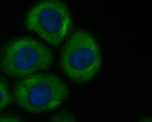ICC staining of Butyrylcholine esterase in HepG2 cells (green). Formalin fixed cells were permeabilized with 0.1% Triton X-100 in TBS for 10 minutes at room temperature and blocked with 1% Blocker BSA for 15 minutes at room temperature. Cells were probed with the primary antibody (HA500248, 1/100) for 1 hour at room temperature, washed with PBS. Alexa Fluor®488 Goat anti-Rabbit IgG was used as the secondary antibody at 1/100 dilution. The nuclear counter stain is DAPI (blue).
