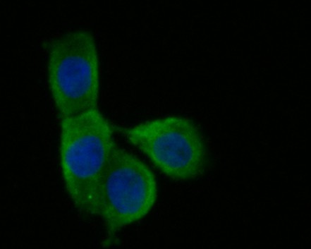 ICC staining of Butyrylcholine esterase in LOVO cells (green). Formalin fixed cells were permeabilized with 0.1% Triton X-100 in TBS for 10 minutes at room temperature and blocked with 1% Blocker BSA for 15 minutes at room temperature. Cells were probed with the primary antibody (HA500248, 1/100) for 1 hour at room temperature, washed with PBS. Alexa Fluor®488 Goat anti-Rabbit IgG was used as the secondary antibody at 1/100 dilution. The nuclear counter stain is DAPI (blue).