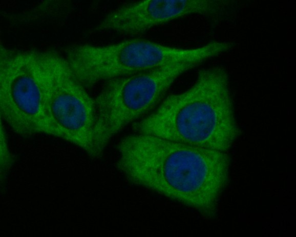 ICC staining of Butyrylcholine esterase in MCF-7 cells (green). Formalin fixed cells were permeabilized with 0.1% Triton X-100 in TBS for 10 minutes at room temperature and blocked with 1% Blocker BSA for 15 minutes at room temperature. Cells were probed with the primary antibody (HA500248, 1/100) for 1 hour at room temperature, washed with PBS. Alexa Fluor®488 Goat anti-Rabbit IgG was used as the secondary antibody at 1/100 dilution. The nuclear counter stain is DAPI (blue).
