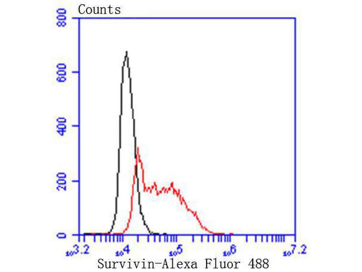 Flow cytometric analysis of Survivin was done on Hela cells. The cells were fixed, permeabilized and stained with the primary antibody (ET1604-34, 1/50) (red). After incubation of the primary antibody at room temperature for an hour, the cells were stained with a Alexa Fluor 488-conjugated Goat anti-Rabbit IgG Secondary antibody at 1/1000 dilution for 30 minutes.Unlabelled sample was used as a control (cells without incubation with primary antibody; black).