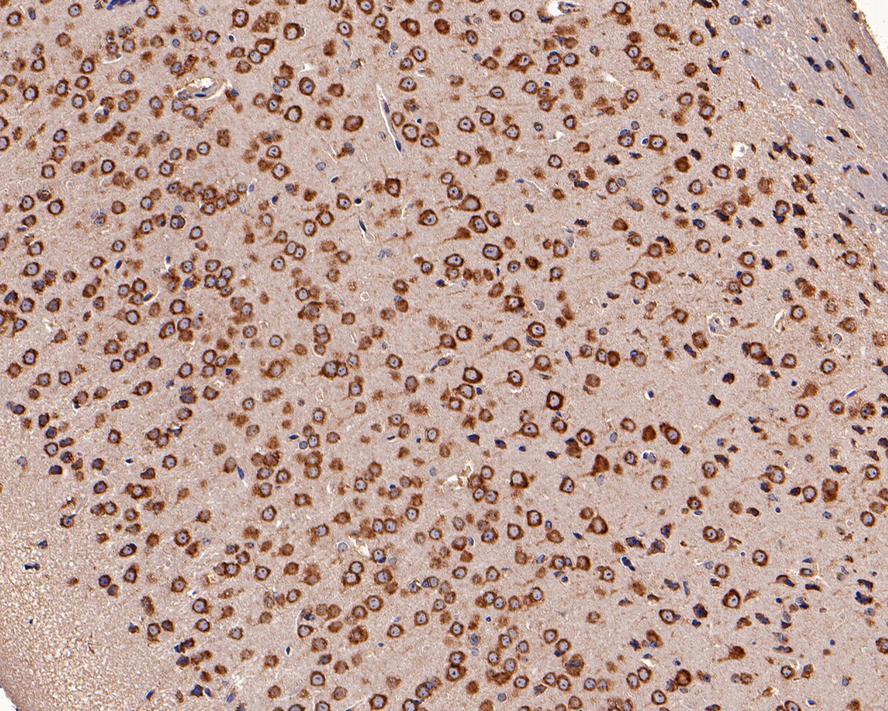 Immunohistochemical analysis of paraffin-embedded mouse brain tissue with Rabbit anti-EEF1G antibody (HA500164) at 1/4,000 dilution.<br />
<br />
The section was pre-treated using heat mediated antigen retrieval with Tris-EDTA buffer (pH 9.0) for 20 minutes. The tissues were blocked in 1% BSA for 20 minutes at room temperature, washed with ddH2O and PBS, and then probed with the primary antibody (HA500164) at 1/4,000 dilution for 1 hour at room temperature. The detection was performed using an HRP conjugated compact polymer system. DAB was used as the chromogen. Tissues were counterstained with hematoxylin and mounted with DPX.