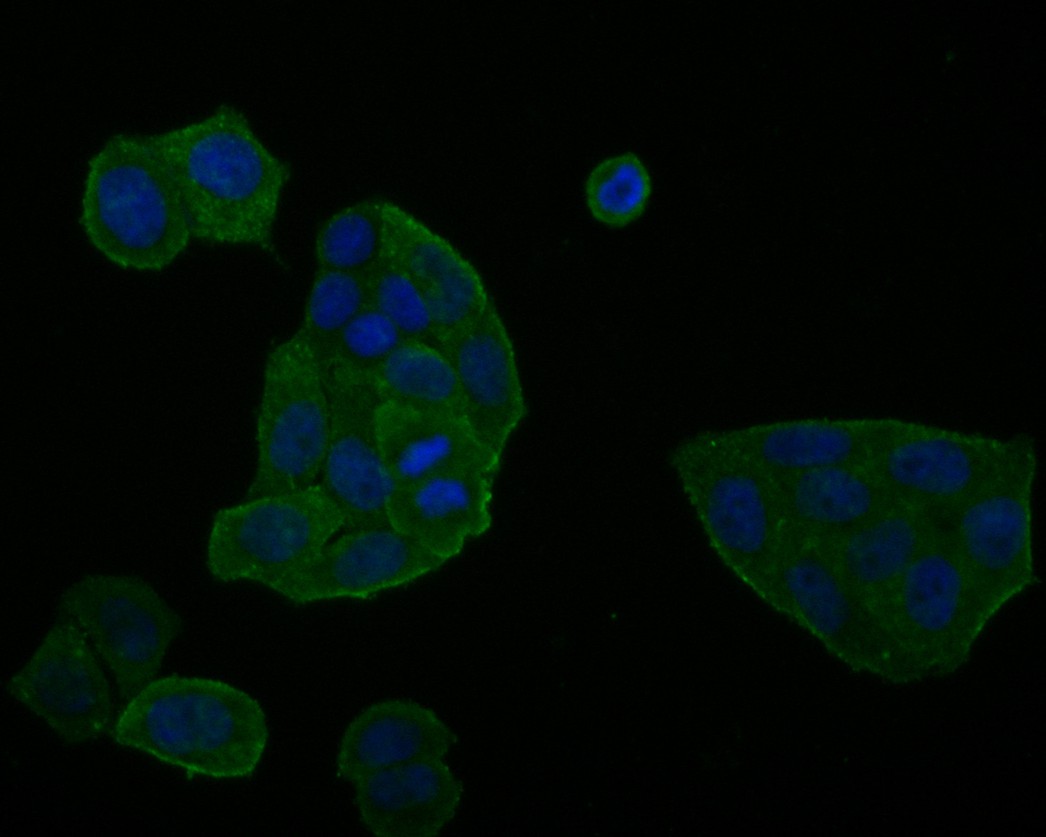 ICC staining of Glypican 5 in Hela cells (green). Formalin fixed cells were permeabilized with 0.1% Triton X-100 in TBS for 10 minutes at room temperature and blocked with 1% Blocker BSA for 15 minutes at room temperature. Cells were probed with the primary antibody (HA500174, 1/50) for 1 hour at room temperature, washed with PBS. Alexa Fluor®488 Goat anti-Rabbit IgG was used as the secondary antibody at 1/1,000 dilution. The nuclear counter stain is DAPI (blue).