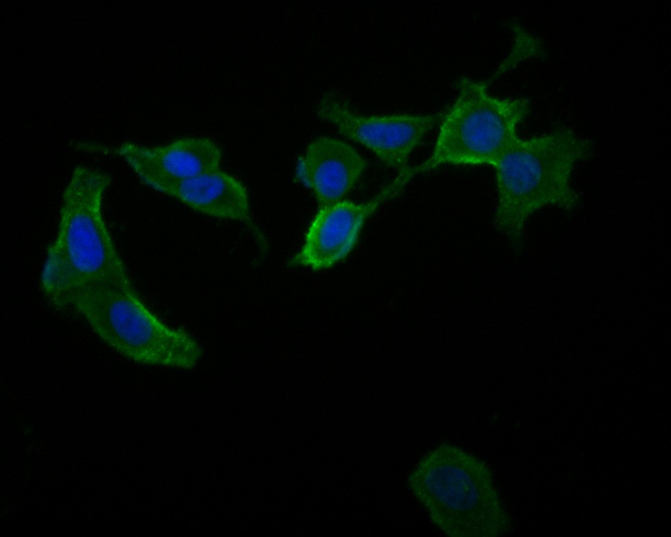 ICC staining of Glypican 5 in MCF-7 cells (green). Formalin fixed cells were permeabilized with 0.1% Triton X-100 in TBS for 10 minutes at room temperature and blocked with 1% Blocker BSA for 15 minutes at room temperature. Cells were probed with the primary antibody (HA500174, 1/50) for 1 hour at room temperature, washed with PBS. Alexa Fluor®488 Goat anti-Rabbit IgG was used as the secondary antibody at 1/1,000 dilution. The nuclear counter stain is DAPI (blue).