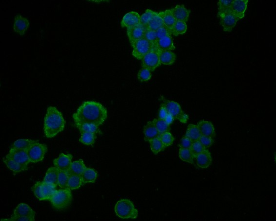 ICC staining of Glypican 5 in SW620 cells (green). Formalin fixed cells were permeabilized with 0.1% Triton X-100 in TBS for 10 minutes at room temperature and blocked with 1% Blocker BSA for 15 minutes at room temperature. Cells were probed with the primary antibody (HA500174, 1/50) for 1 hour at room temperature, washed with PBS. Alexa Fluor®488 Goat anti-Rabbit IgG was used as the secondary antibody at 1/1,000 dilution. The nuclear counter stain is DAPI (blue).