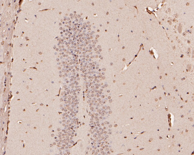 Immunohistochemical analysis of paraffin-embedded mouse brain tissue using anti-Glypican 5 antibody. The section was pre-treated using heat mediated antigen retrieval with Tris-EDTA buffer (pH 8.0-8.4) for 20 minutes.The tissues were blocked in 5% BSA for 30 minutes at room temperature, washed with ddH2O and PBS, and then probed with the primary antibody (HA500174, 1/800) for 30 minutes at room temperature. The detection was performed using an HRP conjugated compact polymer system. DAB was used as the chromogen. Tissues were counterstained with hematoxylin and mounted with DPX.