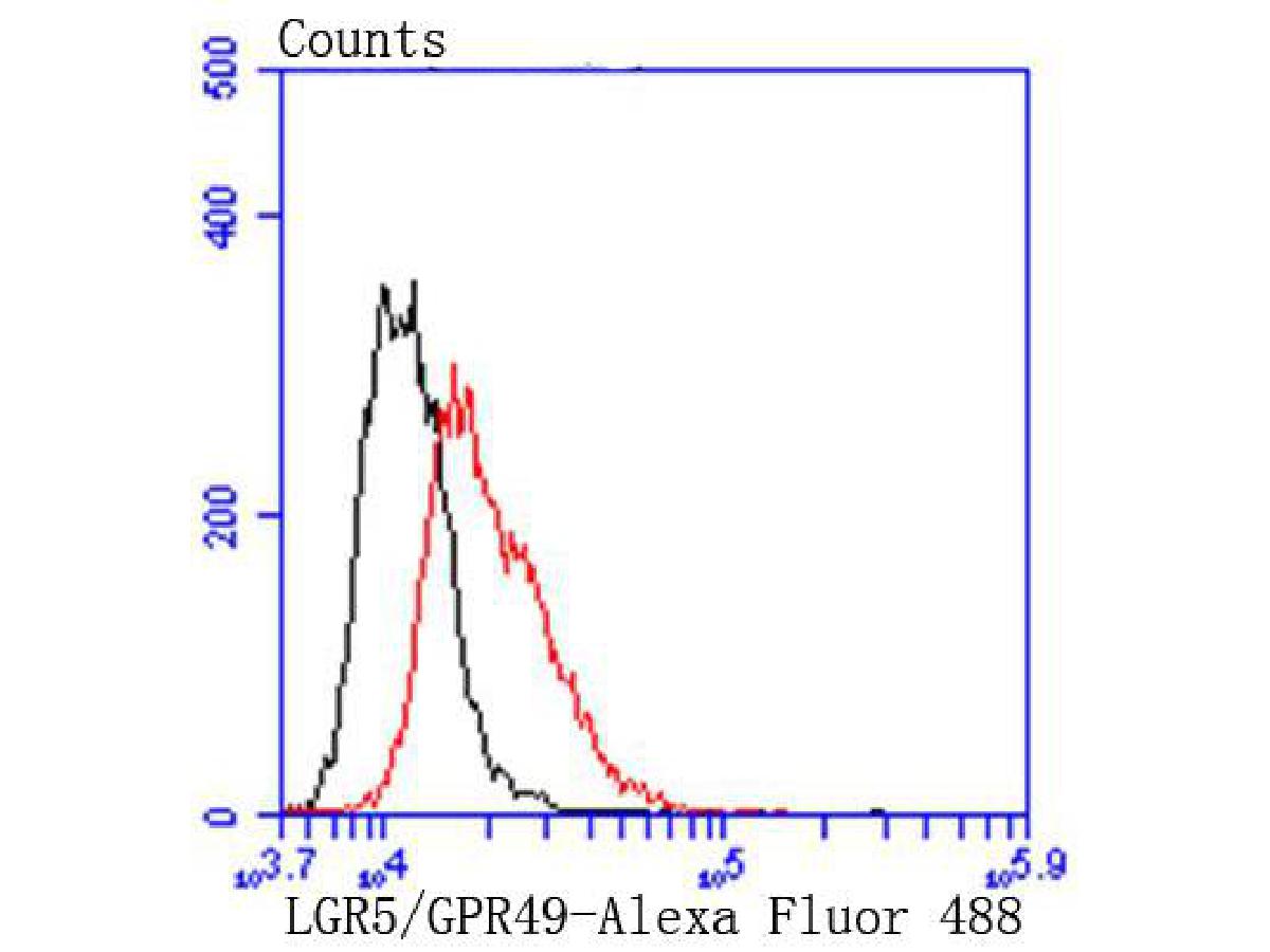 Western blot analysis of LGR5/GPR49 on different lysates. Proteins were transferred to a PVDF membrane and blocked with 5% BSA in PBS for 1 hour at room temperature. The primary antibody (ET1608-18, 1/500) was used in 5% BSA at room temperature for 2 hours. Goat Anti-Rabbit IgG - HRP Secondary Antibody (HA1001) at 1:200,000 dilution was used for 1 hour at room temperature.<br />
Positive control: <br />
Lane 1: Rat skeletal muscle tissue lysate<br />
Lane 2: Rat kidney tissue lysate<br />
Lane 3: Rat spinal cord tissue lysate<br />
<br />
Predicted band size: 100 kDa<br />
Observed band size: 100 kDa