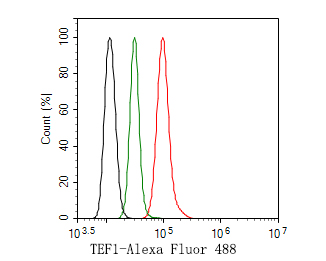 Flow cytometric analysis of TEF1 was done on Hela cells. The cells were fixed, permeabilized and stained with the primary antibody (HA500277, 1ug/ml) (red) compared with Rabbit IgG, monoclonal  - Isotype Control (green). After incubation of the primary antibody at +4℃ for 1 hour, the cells were stained with a Alexa Fluor®488 conjugate-Goat anti-Rabbit IgG Secondary antibody at 1/1,000 dilution for 30 minutes at +4℃ (dark incubation).Unlabelled sample was used as a control (cells without incubation with primary antibody; black).