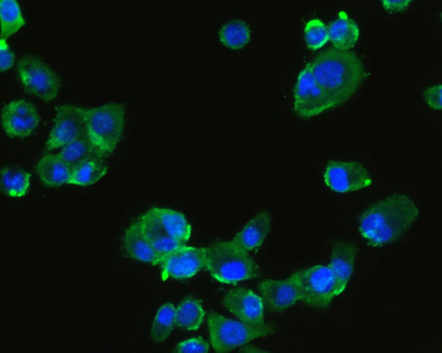 ICC staining of HLA DMB in PANC-1 cells (green). Formalin fixed cells were permeabilized with 0.1% Triton X-100 in TBS for 10 minutes at room temperature and blocked with 1% Blocker BSA for 15 minutes at room temperature. Cells were probed with the primary antibody (HA720038, 1/100) for 1 hour at room temperature, washed with PBS. Alexa Fluor®488 Goat anti-Rabbit IgG was used as the secondary antibody at 1/1,000 dilution. The nuclear counter stain is DAPI (blue).
