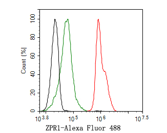 Flow cytometric analysis of ZPR1 was done on HepG2 cells. The cells were fixed, permeabilized and stained with the primary antibody (HA720026, 1ug/ml) (red) compared with Rabbit IgG, monoclonal  - Isotype Control (green). After incubation of the primary antibody at +4℃ for 1 hour, the cells were stained with a Alexa Fluor®488 conjugate-Goat anti-Rabbit IgG Secondary antibody at 1/1,000 dilution for 30 minutes at +4℃ (dark incubation).Unlabelled sample was used as a control (cells without incubation with primary antibody; black).