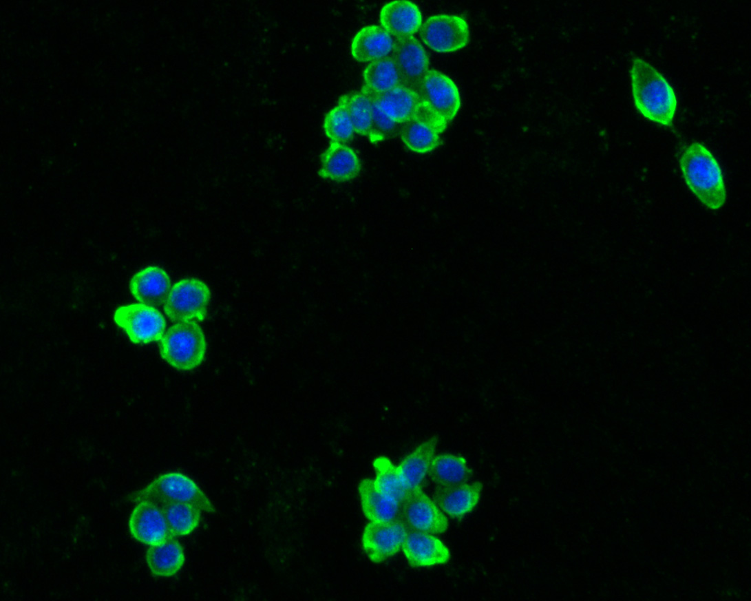 ICC staining of Peptide YY in SW620 cells (green). Formalin fixed cells were permeabilized with 0.1% Triton X-100 in TBS for 10 minutes at room temperature and blocked with 10% negative goat serum for 15 minutes at room temperature. Cells were probed with the primary antibody (HA500250, 1/200) for 1 hour at room temperature, washed with PBS. Alexa Fluor®488 Goat anti-Rabbit IgG was used as the secondary antibody at 1/1,000 dilution. The nuclear counter stain is DAPI (blue).