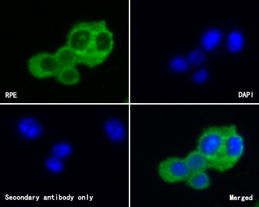 ICC staining of RPE in SH-SY5Y cells (green). Methanol fixed cells were blocked with 10% negative goat serum for 15 minutes at room temperature. Cells were probed with the primary antibody (HA500234, 1/50) for 1 hour at room temperature, washed with PBS. Alexa Fluor®488 conjugate-Goat anti-Rabbit IgG was used as the secondary antibody at 1/1,000 dilution. The nuclear counter stain is DAPI (blue).