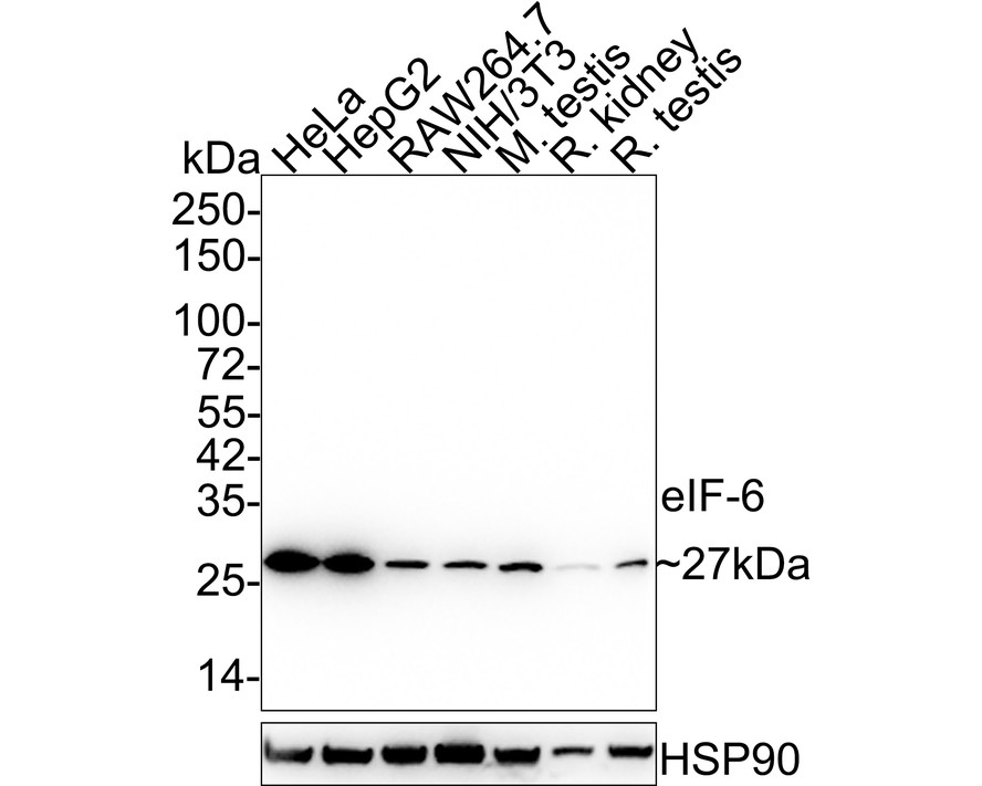 Western blot analysis of eIF-6 on different lysates with Mouse anti-eIF-6 antibody (HA600052) at 1/1,000 dilution.<br />
<br />
Lane 1: HeLa cell lysate<br />
Lane 2: HepG2 cell lysate<br />
Lane 3: RAW264.7 cell lysate<br />
Lane 4: NIH/3T3 cell lysate<br />
Lane 5: Mouse testis tissue lysate<br />
Lane 6: Rat kidney tissue lysate<br />
Lane 7: Rat testis tissue lysate<br />
<br />
Lysates/proteins at 30 µg/Lane.<br />
<br />
Predicted band size: 27 kDa<br />
Observed band size: 27 kDa<br />
<br />
Exposure time: 30 seconds;<br />
<br />
4-20% SDS-PAGE gel.<br />
<br />
Proteins were transferred to a PVDF membrane and blocked with 5% NFDM/TBST for 1 hour at room temperature. The primary antibody (HA600052) at 1/1,000 dilution was used in 5% NFDM/TBST at 4℃ overnight. Anti-Mouse IgG for IP Nano-secondary antibody (NBI02H) at 1/5,000 dilution was used for 1 hour at room temperature.