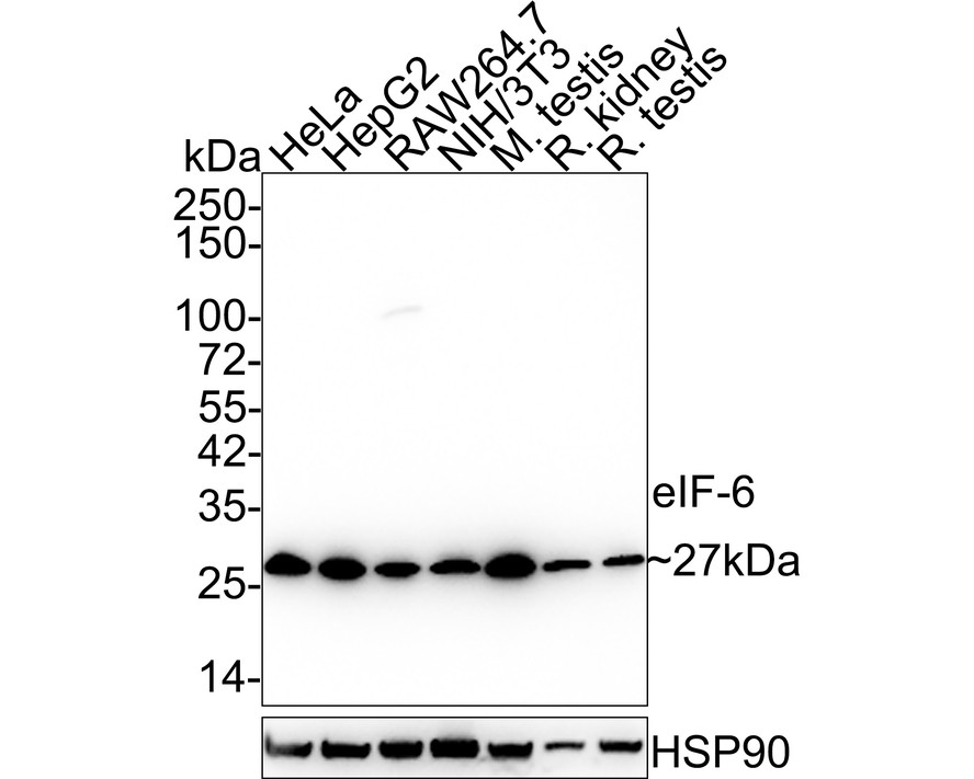 Western blot analysis of eIF-6 on different lysates. Proteins were transferred to a PVDF membrane and blocked with 5% BSA in PBS for 1 hour at room temperature. The primary antibody (HA600051, 1/500) was used in 5% BSA at room temperature for 2 hours. Goat Anti-Mouse IgG - HRP Secondary Antibody (HA1006) at 1:20,000 dilution was used for 1 hour at room temperature.<br />
Positive control: <br />
Lane 1: Hela cell lysate<br />
Lane 2: CRC cell lysate