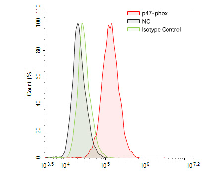 Flow cytometric analysis of p47-phox was done on Daudi cells. The cells were fixed, permeabilized and stained with the primary antibody (HA600049, 10ug/ml) (red) compared with Rabbit IgG, monoclonal  - Isotype Control (green). After incubation of the primary antibody at +4℃ for 1 hour, the cells were stained with a Alexa Fluor®488 conjugate-Goat anti-Mouse IgG Secondary antibody at 1/1000 dilution for 30 minutes at +4℃ (dark incubation).Unlabelled sample was used as a control (cells without incubation with primary antibody; black).