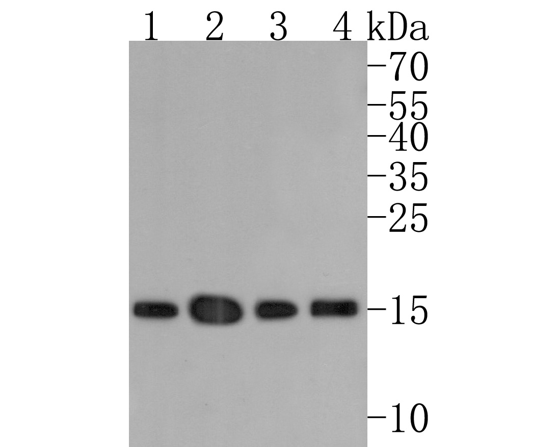 Western blot analysis of Histone H3 (acetyl K27) on different lysates. Proteins were transferred to a PVDF membrane and blocked with 5% BSA in PBS for 1 hour at room temperature. The primary antibody (HA600047, 1/500) was used in 5% BSA at room temperature for 2 hours. Goat Anti-Mouse IgG - HRP Secondary Antibody (HA1006) at 1:20,000 dilution was used for 1 hour at room temperature.<br />
Positive control: <br />
Lane 1: 293 cell lysate<br />
Lane 2: MCF-7 cell lysate<br />
Lane 3: NIH/3T3 cell lysate<br />
Lane 4: PC-12 cell lysate