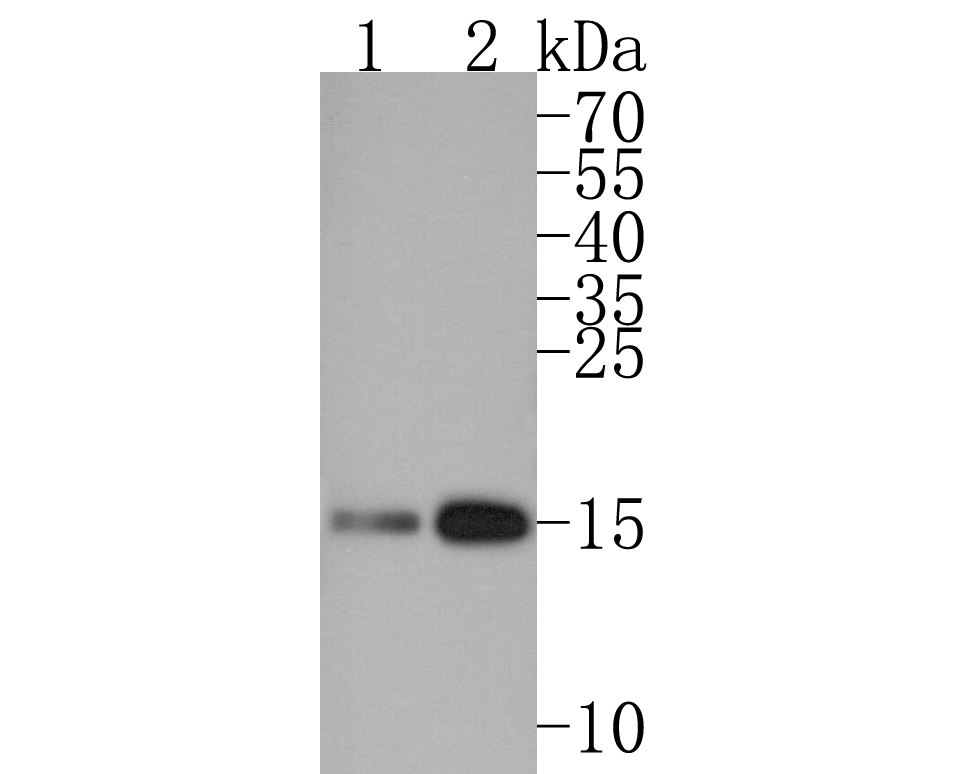 Western blot analysis of Histone H3 (acetyl K27) on Hela cell lysates. Proteins were transferred to a PVDF membrane and blocked with 5% BSA in PBS for 1 hour at room temperature. The primary antibody (HA600047, 1/500) was used in 5% BSA at room temperature for 2 hours. Goat Anti-Mouse IgG - HRP Secondary Antibody (HA1006) at 1:20,000 dilution was used for 1 hour at room temperature.<br />
Lane 1: Untreated Hela whole cell lysates<br />
Lane 2: Hela treated with Trichostatin A whole cell lysates