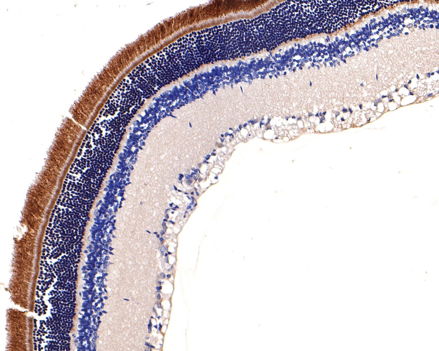 Immunohistochemical analysis of paraffin-embedded rat eyeball tissue using anti-PDE6 alpha antibody. The section was pre-treated using heat mediated antigen retrieval with Tris-EDTA buffer (pH 9.0) for 20 minutes.The tissues were blocked in 1% BSA for 30 minutes at room temperature, washed with ddH2O and PBS, and then probed with the primary antibody (HA500264, 1/600) for 30 minutes at room temperature. The detection was performed using an HRP conjugated compact polymer system. DAB was used as the chromogen. Tissues were counterstained with hematoxylin and mounted with DPX.
