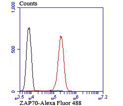 Flow cytometric analysis of ZAP70 was done on Jurkat cells. The cells were fixed, permeabilized and stained with the primary antibody (ET1706-42, 1/50) (red). After incubation of the primary antibody at room temperature for an hour, the cells were stained with a Alexa Fluor®488 conjugate-Goat anti-Rabbit IgG Secondary antibody at 1/1,000 dilution for 30 minutes.Unlabelled sample was used as a control (cells without incubation with primary antibody; black).