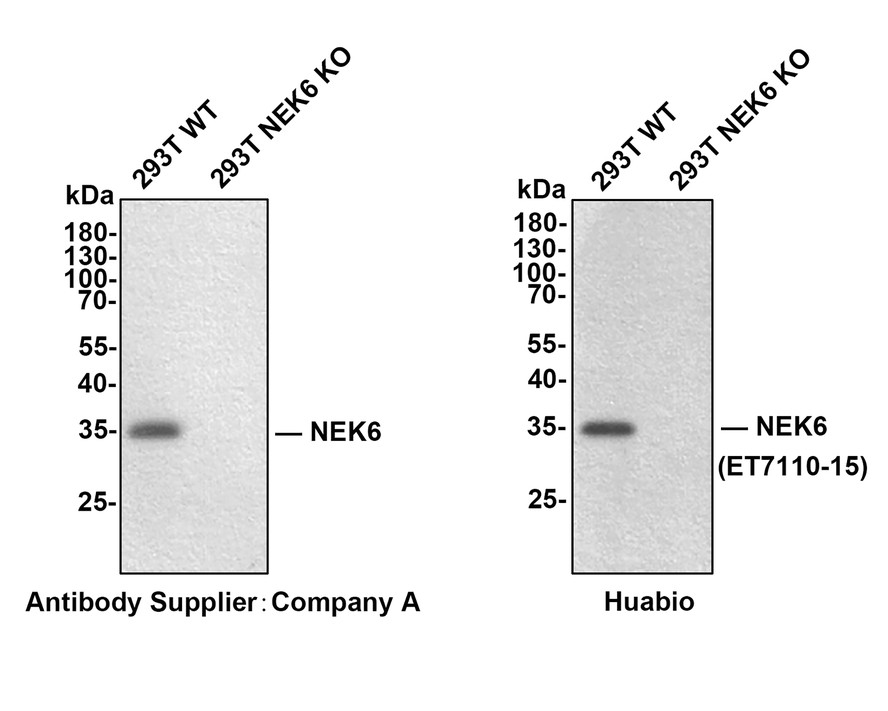 All lanes: Western blot analysis of NEK6 with anti-NEK6  antibody[JE51-72]  (ET7110-15) at 1/1,000 dilution.<br />
Lane 1: Wild-type 293T whole cell lysate (30 µg).<br />
Lane 2: NEK6 knockout 293T whole cell lysate (30 µg).<br />
<br />
ET7110-15 was shown to specifically react with NEK6 in wild-type 293T cells. No band was observed when NEK6 knockout sample was tested. Wild-type and NEK6 knockout samples were subjected to SDS-PAGE. Proteins were transferred to a PVDF membrane and blocked with 5% NFDM in TBST for 1 hour at room temperature. The primary antibody (ET7110-15, 1/1,000) was used in 5% BSA at room temperature for 2 hours.