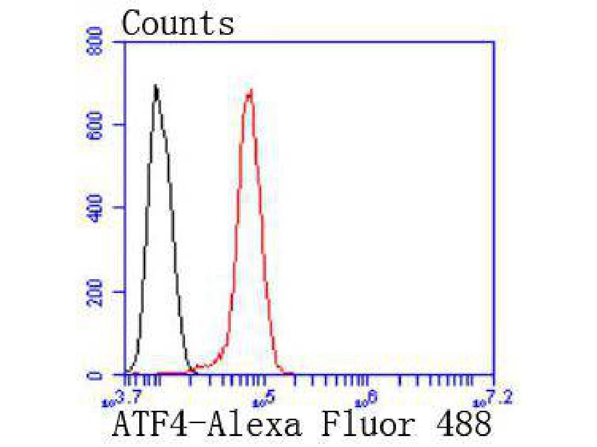 Flow cytometric analysis of ATF4 was done on Hela cells. The cells were fixed, permeabilized and stained with the primary antibody (ET1612-37, 1/50) (red). After incubation of the primary antibody at room temperature for an hour, the cells were stained with a Alexa Fluor 488-conjugated Goat anti-Rabbit IgG Secondary antibody at 1/1000 dilution for 30 minutes.Unlabelled sample was used as a control (cells without incubation with primary antibody; black).