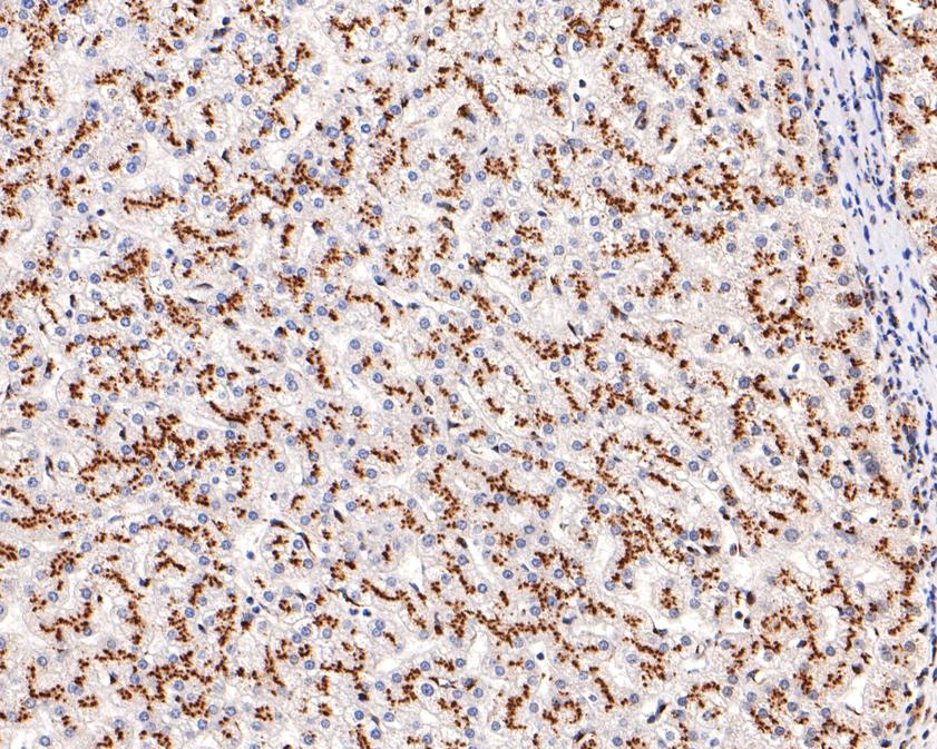 Immunohistochemical analysis of paraffin-embedded human liver tissue using anti-TGN46 antibody. The section was pre-treated using heat mediated antigen retrieval with Tris-EDTA buffer (pH 9.0) for 20 minutes.The tissues were blocked in 1% BSA for 30 minutes at room temperature, washed with ddH2O and PBS, and then probed with the primary antibody (ET1702-56, 1/100) for 30 minutes at room temperature. The detection was performed using an HRP conjugated compact polymer system. DAB was used as the chromogen. Tissues were counterstained with hematoxylin and mounted with DPX.