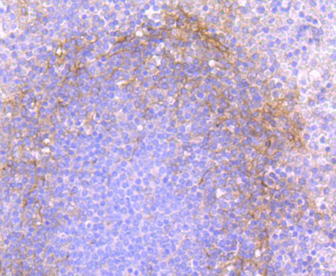 Immunohistochemical analysis of paraffin-embedded human spleen tissue using anti-THY1 antibody. The section was pre-treated using heat mediated antigen retrieval with Tris-EDTA buffer (pH 9.0) for 20 minutes.The tissues were blocked in 5% BSA for 30 minutes at room temperature, washed with ddH2O and PBS, and then probed with the primary antibody (ET1702-92, 1/50) for 30 minutes at room temperature. The detection was performed using an HRP conjugated compact polymer system. DAB was used as the chromogen. Tissues were counterstained with hematoxylin and mounted with DPX.