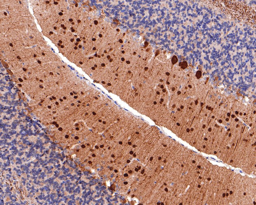 Immunohistochemical analysis of paraffin-embedded mouse cerebellum tissue using anti-Parvalbumin antibody. The section was pre-treated using heat mediated antigen retrieval with sodium citrate buffer (pH 6.0) for 20 minutes. The tissues were blocked in 1% BSA for 30 minutes at room temperature, washed with ddH2O and PBS, and then probed with the primary antibody (ET1703-15, 1/400)  for 30 minutes at room temperature. The detection was performed using an HRP conjugated compact polymer system. DAB was used as the chromogen. Tissues were counterstained with hematoxylin and mounted with DPX.