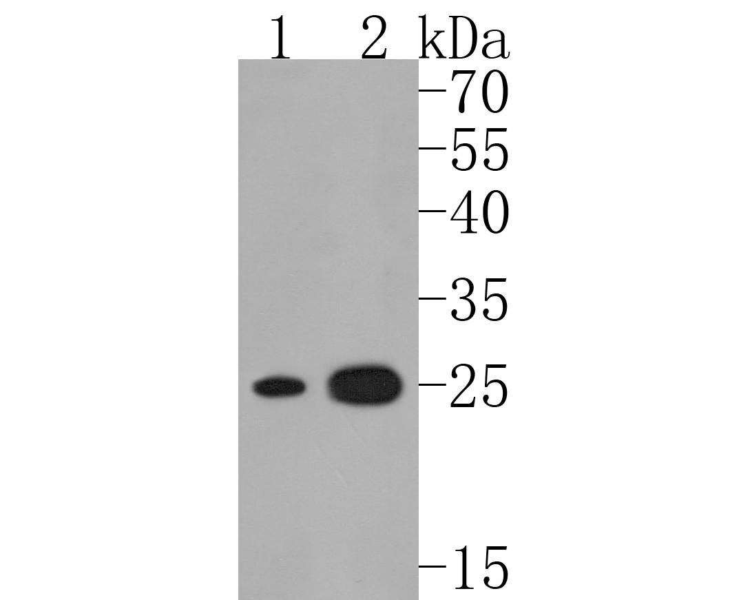 Western blot analysis of AK3L1 on different lysates. Proteins were transferred to a PVDF membrane and blocked with 5% BSA in PBS for 1 hour at room temperature. The primary antibody (HA720036, 1/500) was used in 5% BSA at room temperature for 2 hours. Goat Anti-Rabbit IgG - HRP Secondary Antibody (HA1001) at 1:200,000 dilution was used for 1 hour at room temperature.<br />
Positive control: <br />
Lane 1: HepG2 cell lysate<br />
Lane 2: A431 cell lysate