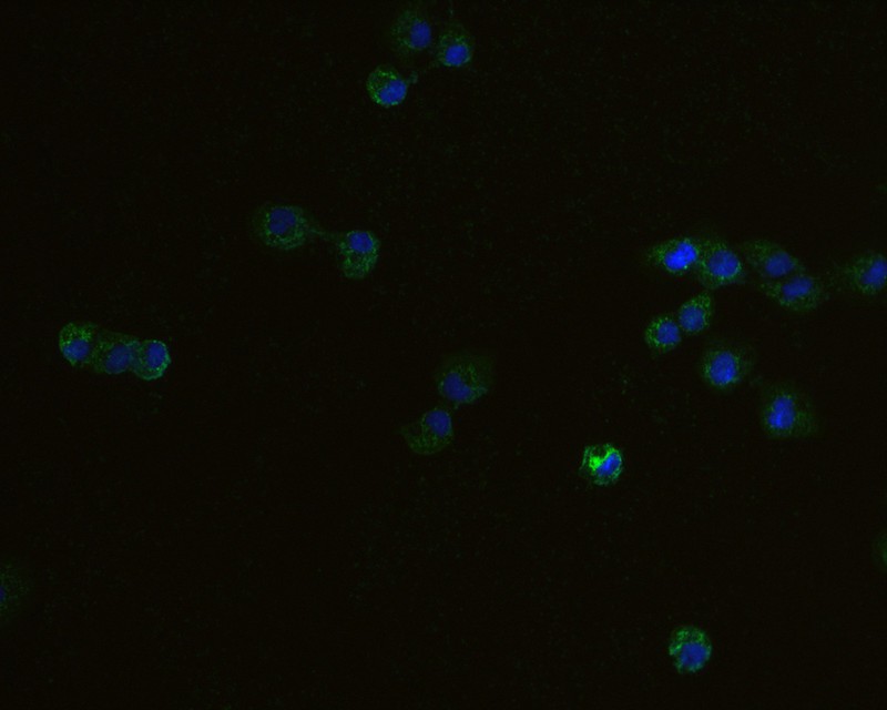 ICC staining of AK3L1 in A431 cells (green). Formalin fixed cells were permeabilized with 0.1% Triton X-100 in TBS for 10 minutes at room temperature and blocked with 1% Blocker BSA for 15 minutes at room temperature. Cells were probed with the primary antibody (HA720036, 1/50) for 1 hour at room temperature, washed with PBS. Alexa Fluor®488 Goat anti-Rabbit IgG was used as the secondary antibody at 1/1,000 dilution. The nuclear counter stain is DAPI (blue).