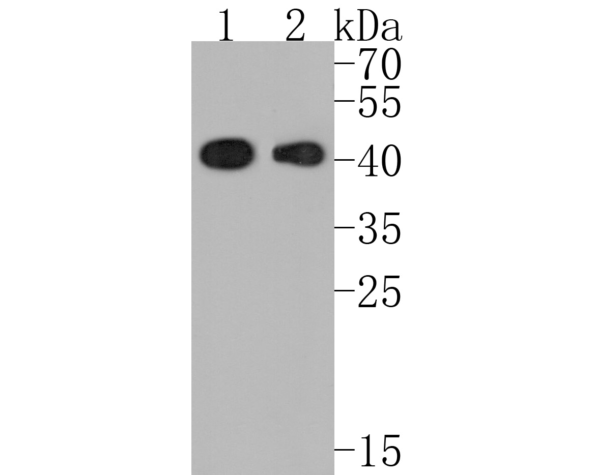 Western blot analysis of HFE on different lysates. Proteins were transferred to a PVDF membrane and blocked with 5% BSA in PBS for 1 hour at room temperature. The primary antibody (HA720039, 1/500) was used in 5% BSA at room temperature for 2 hours. Goat Anti-Rabbit IgG - HRP Secondary Antibody (HA1001) at 1:200,000 dilution was used for 1 hour at room temperature.<br />
Positive control: <br />
Lane 1: Hela cell lysate<br />
Lane 2: A431 cell lysate