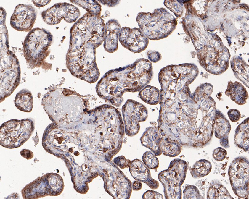 Immunohistochemical analysis of paraffin-embedded human placenta tissue using anti-Glucosidase 2 subunit beta antibody. The section was pre-treated using heat mediated antigen retrieval with Tris-EDTA buffer (pH 8.0-8.4) for 20 minutes.The tissues were blocked in 5% BSA for 30 minutes at room temperature, washed with ddH2O and PBS, and then probed with the primary antibody (HA720042, 1/50) for 30 minutes at room temperature. The detection was performed using an HRP conjugated compact polymer system. DAB was used as the chromogen. Tissues were counterstained with hematoxylin and mounted with DPX.