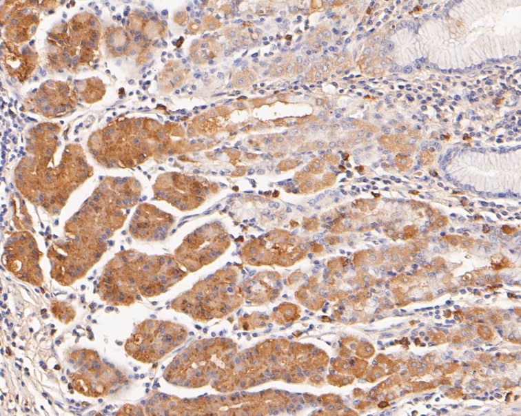 Immunohistochemical analysis of paraffin-embedded human stomach tissue using anti-Histamine H2 receptor antibody. The section was pre-treated using heat mediated antigen retrieval with Tris-EDTA buffer (pH 8.0-8.4) for 20 minutes.The tissues were blocked in 5% BSA for 30 minutes at room temperature, washed with ddH2O and PBS, and then probed with the primary antibody (HA500154, 1/100) for 30 minutes at room temperature. The detection was performed using an HRP conjugated compact polymer system. DAB was used as the chromogen. Tissues were counterstained with hematoxylin and mounted with DPX.