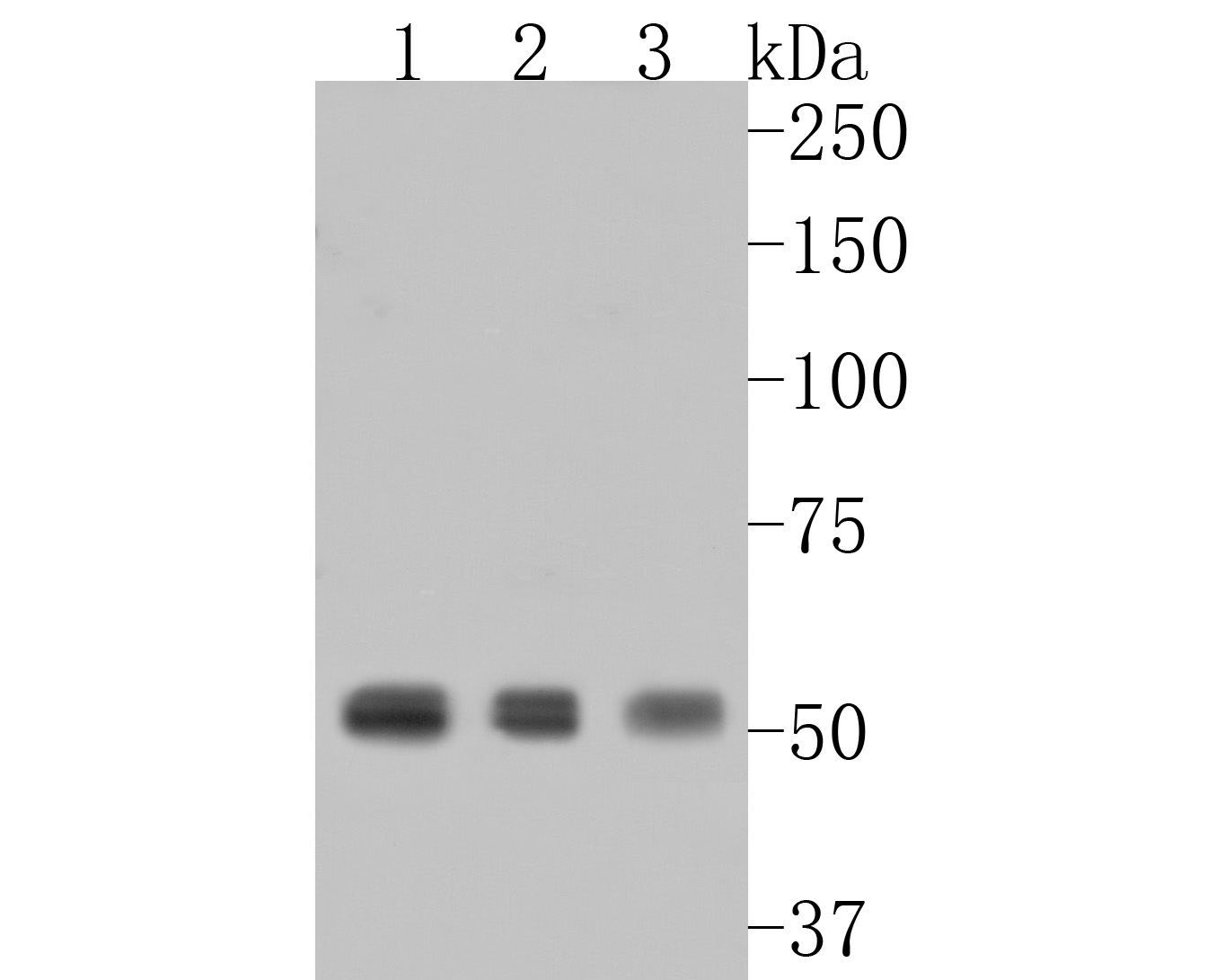 Western blot analysis of RBBP7 on different lysates. Proteins were transferred to a PVDF membrane and blocked with 5% BSA in PBS for 1 hour at room temperature. The primary antibody (HA500155, 1/1,000) was used in 5% BSA at room temperature for 2 hours. Goat Anti-Rabbit IgG - HRP Secondary Antibody (HA1001) at 1:200,000 dilution was used for 1 hour at room temperature.<br />
Positive control: <br />
Lane 1: HepG2 cell lysate<br />
Lane 2: Hela cell lysate<br />
Lane 3: NIH/3T3 cell lysate