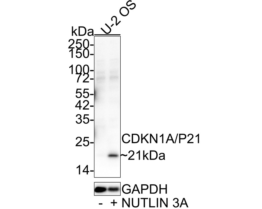 Western blot analysis of CDKN1A/P21 on different lysates with Rabbit anti-CDKN1A/P21 antibody (HA500156) at 1/2,000 dilution.<br />
<br />
Lane 1: U-2 OS cell lysate<br />
Lane 2: U-2 OS treated with 10μM NUTLIN 3A for 24 hours cell lysate<br />
<br />
Lysates/proteins at 20 µg/Lane.<br />
<br />
Predicted band size: 18 kDa<br />
Observed band size: 21 kDa<br />
<br />
Exposure time: 43 seconds;<br />
<br />
4-20% SDS-PAGE gel.<br />
<br />
Proteins were transferred to a PVDF membrane and blocked with 5% NFDM/TBST for 1 hour at room temperature. The primary antibody (HA500156) at 1/2,000 dilution was used in 5% NFDM/TBST at 4℃ overnight. Goat Anti-Rabbit IgG - HRP Secondary Antibody (HA1001) at 1/50,000 dilution was used for 1 hour at room temperature.