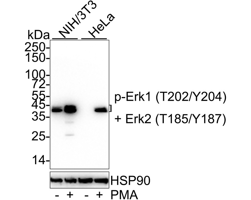 Western blot analysis of ERK1 (pT202/pY204)+ERK2 (pT185/pY187) on Jurkat cell lysates.<br />
<br />
Lane 1: Jurkat cells, whole cell lysate, 10ug/lane<br />
Lane 2/3: Jurkat cells treated with 200ng/ml PMA for 30 minutes, whole cell lysates, 10ug/lane<br />
Lane 4: Jurkat cells treated with 200ng/ml PMA for 30 minutes, then treated with 2.8ug/ul lambda-PP for 30 minutes, whole cell lysates, 10ug/lane<br />
<br />
All lanes :<br />
Anti-ERK1 (pT202/pY204)+ERK2 (pT185/pY187) antibody (ET1610-13) at 1:500 dilution. Anti-ERK1+ERK2 antibody(ET1601-29) at 1:500 dilution. Anti-GAPDH antibody (ET1601-4) at 1:10,000 dilution. Goat Anti-Rabbit IgG H&L (HRP) (HA1001) at 1/200,000 dilution.<br />
<br />
Predicted band size:41/43 kDa<br />
Observed band size:41/43 kDa<br />
<br />
Blocking and diluting buffer: 5% BSA.<br />
<br />
Exposure time: 2 minutes 32 seconds.