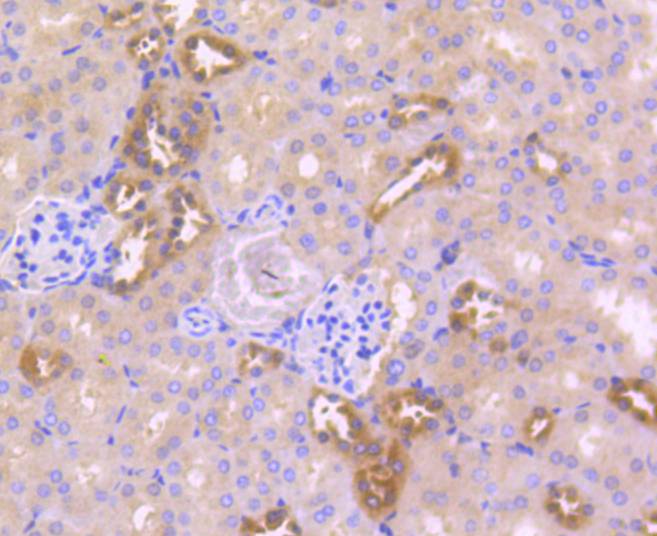 Immunohistochemical analysis of paraffin-embedded mouse kidney tissue using anti-Caspase-6 antibody. The section was pre-treated using heat mediated antigen retrieval with Tris-EDTA buffer (pH 9.0) for 20 minutes.The tissues were blocked in 1% BSA for 30 minutes at room temperature, washed with ddH2O and PBS, and then probed with the primary antibody (ET1610-24, 1/50) for 30 minutes at room temperature. The detection was performed using an HRP conjugated compact polymer system. DAB was used as the chromogen. Tissues were counterstained with hematoxylin and mounted with DPX.