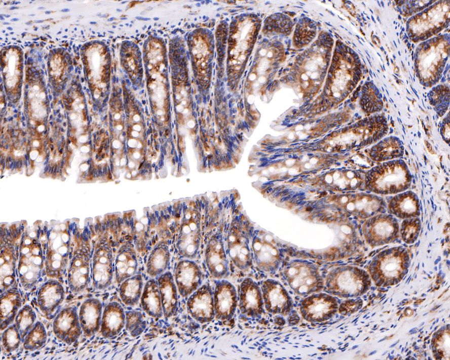 Immunohistochemical analysis of paraffin-embedded mouse large intestine tissue with Rabbit anti-Apolipoprotein A II antibody (ET7107-47) at 1/400 dilution.<br />
<br />
The section was pre-treated using heat mediated antigen retrieval with Tris-EDTA buffer (pH 9.0) for 20 minutes. The tissues were blocked in 1% BSA for 20 minutes at room temperature, washed with ddH2O and PBS, and then probed with the primary antibody (ET7107-47) at 1/400 dilution for 1 hour at room temperature. The detection was performed using an HRP conjugated compact polymer system. DAB was used as the chromogen. Tissues were counterstained with hematoxylin and mounted with DPX.