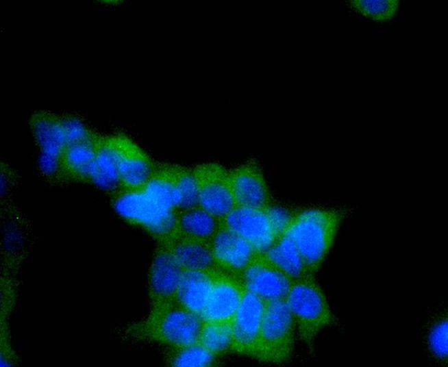 ICC staining of Phospho-AMPK alpha 1 (S496) in 293T cells (green). Formalin fixed cells were permeabilized with 0.1% Triton X-100 in TBS for 10 minutes at room temperature and blocked with 1% Blocker BSA for 15 minutes at room temperature. Cells were probed with the primary antibody (ET1612-72, 1/50) for 1 hour at room temperature, washed with PBS. Alexa Fluor®488 Goat anti-Rabbit IgG was used as the secondary antibody at 1/1,000 dilution. The nuclear counter stain is DAPI (blue).