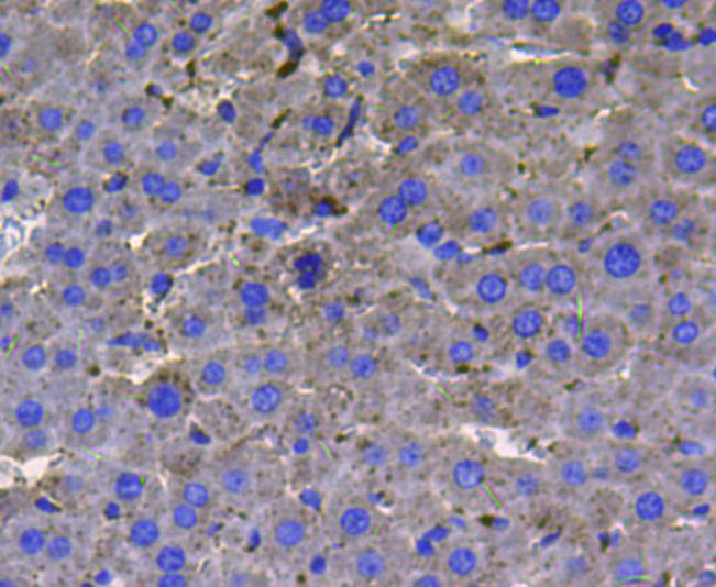 Immunohistochemical analysis of paraffin-embedded mouse liver tissue using anti-LDHA antibody. The section was pre-treated using heat mediated antigen retrieval with Tris-EDTA buffer (pH 9.0) for 20 minutes.The tissues were blocked in 1% BSA for 30 minutes at room temperature, washed with ddH2O and PBS, and then probed with the primary antibody (ER00702, 1/50) for 30 minutes at room temperature. The detection was performed using an HRP conjugated compact polymer system. DAB was used as the chromogen. Tissues were counterstained with hematoxylin and mounted with DPX.