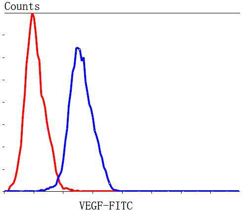 Flow cytometric analysis of Hela cells with VEGF antibody at 1/100 dilution (blue) compared with an unlabelled control (cells without incubation with primary antibody; red). Goat anti rabbit IgG (FITC) was used as the secondary antibody.