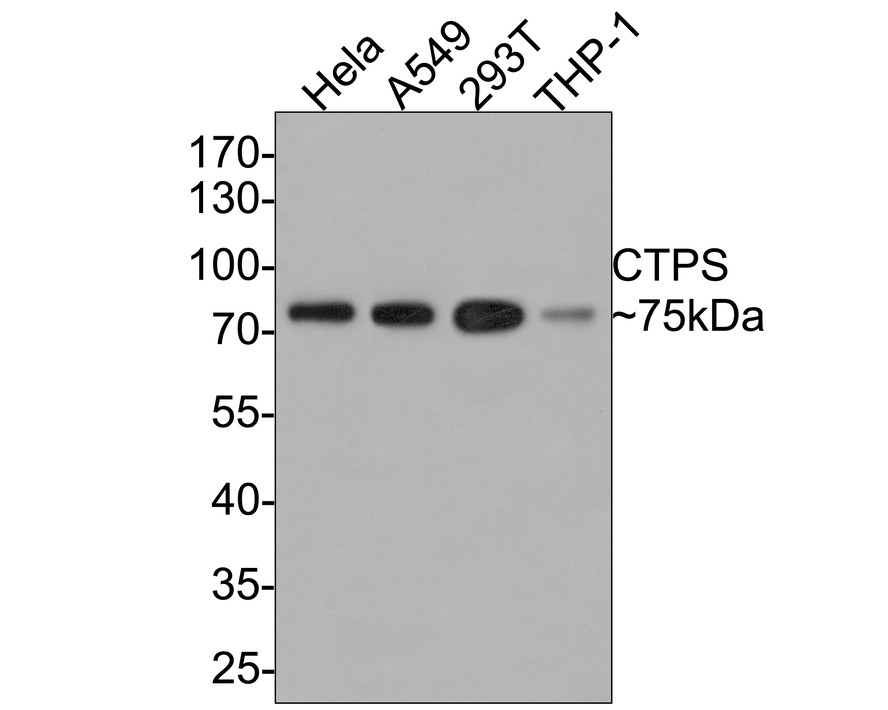 Western blot analysis of CTPS on different lysates with Rabbit anti-CTPS antibody (HA721003) at 1/1,000 dilution.<br />
<br />
Lane 1: Hela cell lysate<br />
Lane 2: A549 cell lysate<br />
Lane 3: 293T cell lysate<br />
Lane 4: THP-1 cell lysate<br />
<br />
Lysates/proteins at 10 µg/Lane.<br />
<br />
Predicted band size: 67 kDa<br />
Observed band size: 75 kDa<br />
<br />
Exposure time: 2 minutes;<br />
<br />
10% SDS-PAGE gel.<br />
<br />
Proteins were transferred to a PVDF membrane and blocked with 5% NFDM/TBST for 1 hour at room temperature. The primary antibody (HA721003) at 1/1,000 dilution was used in 5% NFDM/TBST at room temperature for 2 hours. Goat Anti-Rabbit IgG - HRP Secondary Antibody (HA1001) at 1:200,000 dilution was used for 1 hour at room temperature.
