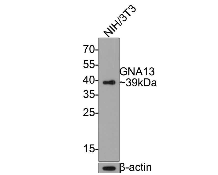 Western blot analysis of GNA13 on NIH/3T3 cell lysates with Rabbit anti-GNA13 antibody (HA721007) at 1/1,000 dilution.<br />
<br />
Lysates/proteins at 10 µg/Lane.<br />
<br />
Predicted band size: 44 kDa<br />
Observed band size: 40 kDa<br />
<br />
Exposure time: 2 minutes;<br />
<br />
12% SDS-PAGE gel.<br />
<br />
Proteins were transferred to a PVDF membrane and blocked with 5% NFDM/TBST for 1 hour at room temperature. The primary antibody (HA721007) at 1/1,000 dilution was used in 5% NFDM/TBST at room temperature for 2 hours. Goat Anti-Rabbit IgG - HRP Secondary Antibody (HA1001) at 1:200,000 dilution was used for 1 hour at room temperature.