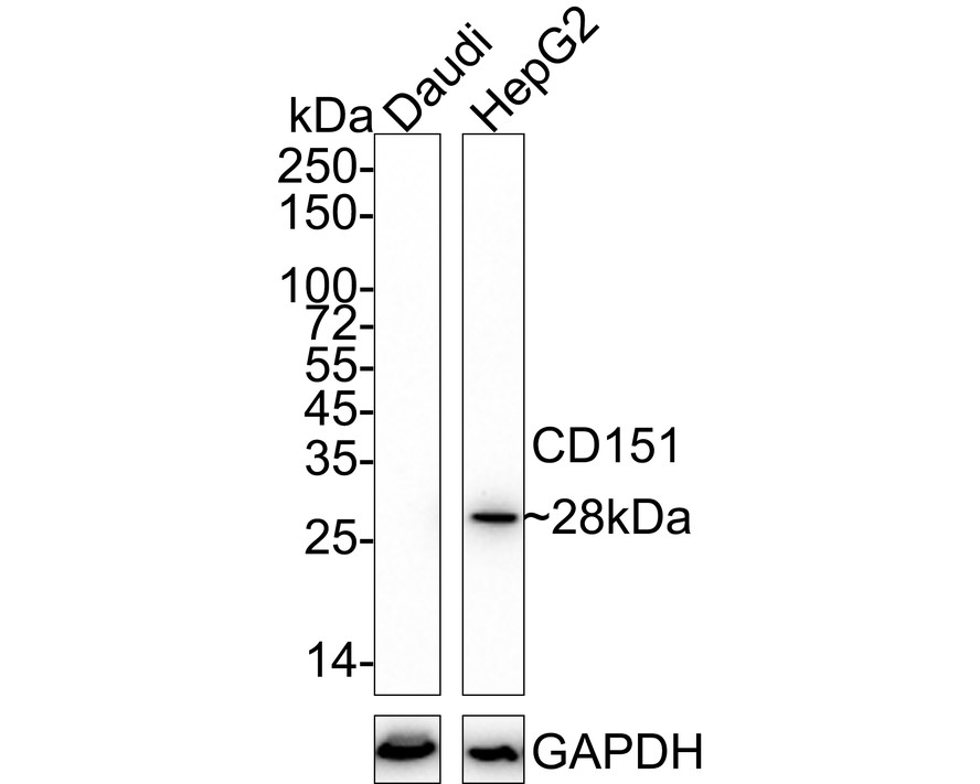 Western blot analysis of CD151 on different lysates with Mouse anti-CD151 antibody (HA600059) at 1/1,000 dilution.<br />
<br />
Lane 1: Daudi cell lysate (negative)<br />
Lane 2: HepG2 cell lysate<br />
<br />
Lysates/proteins at 20 µg/Lane.<br />
<br />
Predicted band size: 28 kDa<br />
Observed band size: 28 kDa<br />
<br />
Exposure time: 3 minutes; ECL: K1801;<br />
<br />
4-20% SDS-PAGE gel.<br />
<br />
Proteins were transferred to a PVDF membrane and blocked with 5% NFDM/TBST for 1 hour at room temperature. The primary antibody (HA600059) at 1/1,000 dilution was used in 5% NFDM/TBST at 4℃ overnight. Anti-Mouse IgG for IP Nano-secondary antibody (NBI02H) at 1/5,000 dilution was used for 1 hour at room temperature.