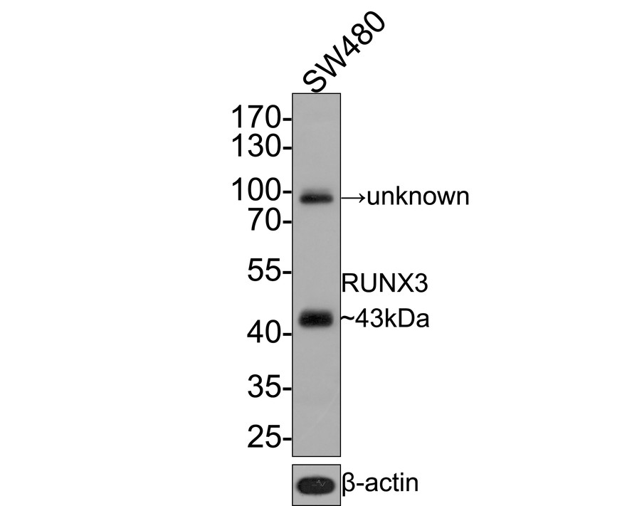 Western blot analysis of RUNX3 on SW480 cell lysates with Mouse anti-RUNX3 antibody (HA600058) at 1/500 dilution.<br />
<br />
Lysates/proteins at 10 µg/Lane.<br />
<br />
Predicted band size: 44 kDa<br />
Observed band size: 43/95 kDa<br />
<br />
Exposure time: 30 seconds;<br />
<br />
10% SDS-PAGE gel.<br />
<br />
Proteins were transferred to a PVDF membrane and blocked with 5% NFDM/TBST for 1 hour at room temperature. The primary antibody (HA600058) at 1/500 dilution was used in 5% NFDM/TBST at room temperature for 2 hours. Goat Anti-Mouse IgG - HRP Secondary Antibody (HA1006) at 1:100,000 dilution was used for 1 hour at room temperature.