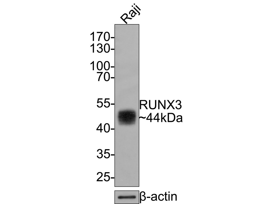 Western blot analysis of RUNX3 on Raji cell lysates with Mouse anti-RUNX3 antibody (HA600058) at 1/2,000 dilution.<br />
<br />
Lysates/proteins at 10 µg/Lane.<br />
<br />
Predicted band size: 44 kDa<br />
Observed band size: 44 kDa<br />
<br />
Exposure time: 2 minutes;<br />
<br />
10% SDS-PAGE gel.<br />
<br />
Proteins were transferred to a PVDF membrane and blocked with 5% NFDM/TBST for 1 hour at room temperature. The primary antibody (HA600058) at 1/2,000 dilution was used in 5% NFDM/TBST at room temperature for 2 hours. Goat Anti-Mouse IgG - HRP Secondary Antibody (HA1006) at 1:100,000 dilution was used for 1 hour at room temperature.