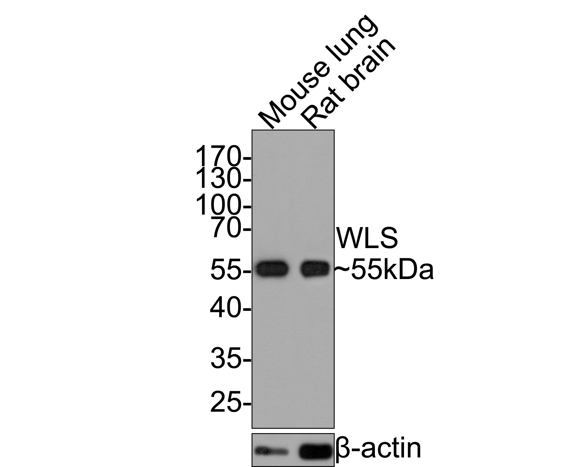 Western blot analysis of WLS on different lysates with Mouse anti-WLS antibody (HA600060) at 1/5,000 dilution.<br />
<br />
Lane 1: Mouse lung tissue lysate<br />
Lane 2: Rat brain tissue lysate<br />
<br />
Lysates/proteins at 20 µg/Lane.<br />
<br />
Predicted band size: 62 kDa<br />
Observed band size: 55 kDa<br />
<br />
Exposure time: 30 seconds;<br />
<br />
10% SDS-PAGE gel.<br />
<br />
Proteins were transferred to a PVDF membrane and blocked with 5% NFDM/TBST for 1 hour at room temperature. The primary antibody (HA600060) at 1/5,000 dilution was used in 5% NFDM/TBST at room temperature for 2 hours. Goat Anti-Mouse IgG - HRP Secondary Antibody (HA1006) at 1:100,000 dilution was used for 1 hour at room temperature.
