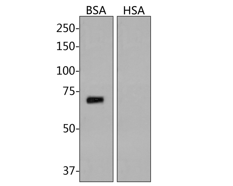 Western blot analysis of BSA on BSA protein with Mouse anti-BSA antibody (HA600085) at 1/500 dilution.<br />
<br />
Lysates/proteins at 50 µg/Lane.<br />
<br />
Predicted band size: 66 kDa<br />
Observed band size: 70 kDa<br />
<br />
Exposure time: 2 minutes;<br />
<br />
8% SDS-PAGE gel.<br />
<br />
Proteins were transferred to a PVDF membrane and blocked with 5% NFDM/TBST for 1 hour at room temperature. The primary antibody (HA600085) at 1/500 dilution was used in 5% NFDM/TBST at room temperature for 2 hours. Goat Anti-Mouse IgG - HRP Secondary Antibody (HA1006) at 1:100,000 dilution was used for 1 hour at room temperature.