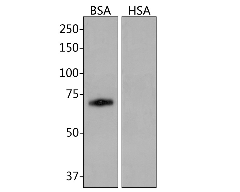 Western blot analysis of BSA on BSA protein with Mouse anti-BSA antibody (HA600086) at 1/500 dilution.<br />
<br />
Lysates/proteins at 10 µg/Lane.<br />
<br />
Predicted band size: 66 kDa<br />
Observed band size: 70 kDa<br />
<br />
Exposure time: 2 minutes;<br />
<br />
8% SDS-PAGE gel.<br />
<br />
Proteins were transferred to a PVDF membrane and blocked with 5% NFDM/TBST for 1 hour at room temperature. The primary antibody (HA600086) at 1/500 dilution was used in 5% NFDM/TBST at room temperature for 2 hours. Goat Anti-Mouse IgG - HRP Secondary Antibody (HA1006) at 1:100,000 dilution was used for 1 hour at room temperature.