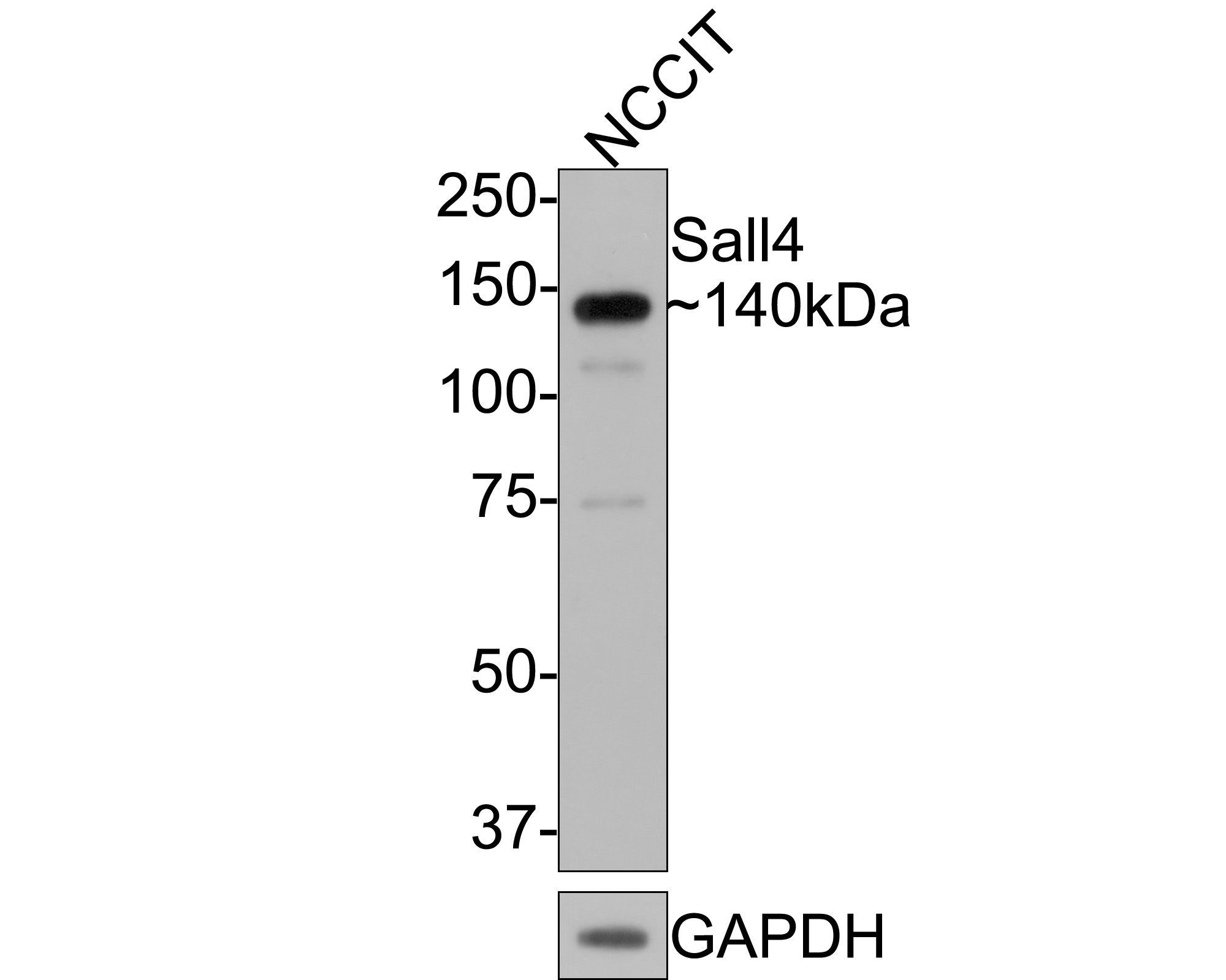 Western blot analysis of Sall4 on NCCIT cell lysates with Mouse anti-Sall4 antibody (HA600089) at 1/2,000 dilution.<br />
<br />
Lysates/proteins at 10 µg/Lane.<br />
<br />
Predicted band size: 112 kDa<br />
Observed band size: 140/110/75 kDa<br />
<br />
Exposure time: 1 minute;<br />
<br />
8% SDS-PAGE gel.<br />
<br />
Proteins were transferred to a PVDF membrane and blocked with 5% NFDM/TBST for 1 hour at room temperature. The primary antibody (HA600089) at 1/2,000 dilution was used in 5% NFDM/TBST at room temperature for 2 hours. Goat Anti-Mouse IgG - HRP Secondary Antibody (HA1006) at 1:100,000 dilution was used for 1 hour at room temperature.